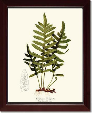 California Polypody Fern Botanical Wall Art Print-Charting Nature