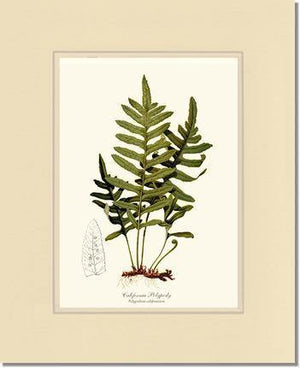 California Polypody Fern Botanical Wall Art Print-Charting Nature