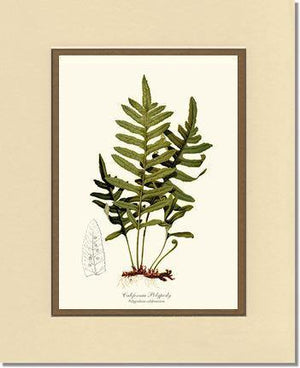 California Polypody Fern Botanical Wall Art Print-Charting Nature