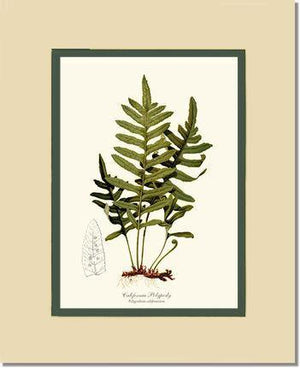 California Polypody Fern Botanical Wall Art Print-Charting Nature