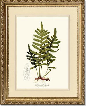 California Polypody Fern Botanical Wall Art Print-Charting Nature