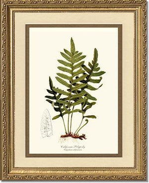 California Polypody Fern Botanical Wall Art Print-Charting Nature