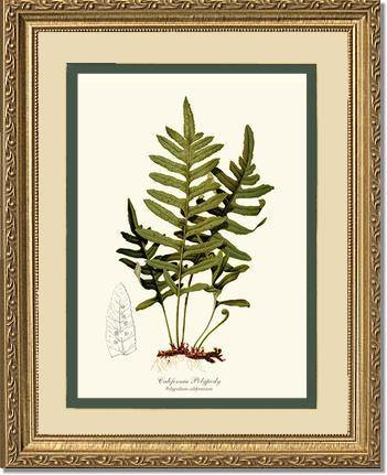 California Polypody Fern Botanical Wall Art Print-Charting Nature