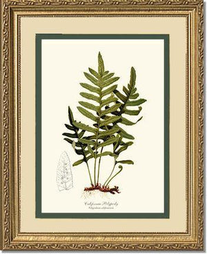 California Polypody Fern Botanical Wall Art Print-Charting Nature