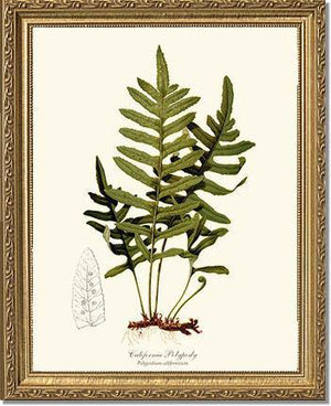 California Polypody Fern Botanical Wall Art Print-Charting Nature