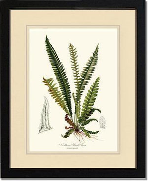 Northern Hard Fern Botanical Wall Art Print-Charting Nature