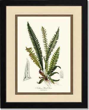 Northern Hard Fern Botanical Wall Art Print-Charting Nature