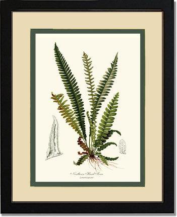 Northern Hard Fern Botanical Wall Art Print-Charting Nature
