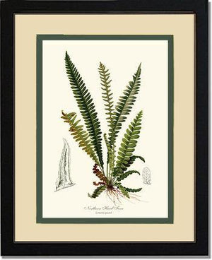 Northern Hard Fern Botanical Wall Art Print-Charting Nature