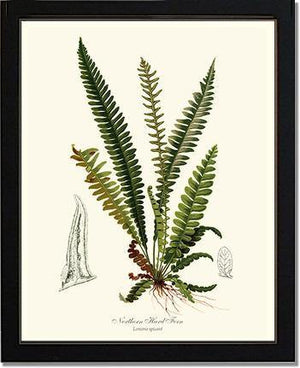 Northern Hard Fern Botanical Wall Art Print-Charting Nature