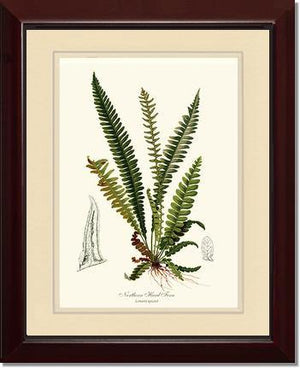 Northern Hard Fern Botanical Wall Art Print-Charting Nature