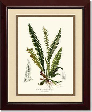 Northern Hard Fern Botanical Wall Art Print-Charting Nature