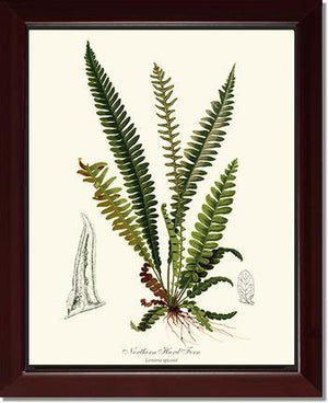 Northern Hard Fern Botanical Wall Art Print-Charting Nature