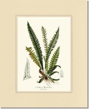 Northern Hard Fern Botanical Wall Art Print-Charting Nature