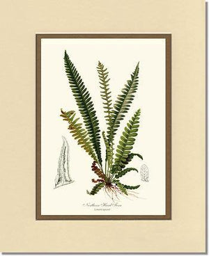 Northern Hard Fern Botanical Wall Art Print-Charting Nature