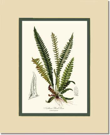 Northern Hard Fern Botanical Wall Art Print-Charting Nature