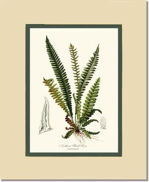 Northern Hard Fern Botanical Wall Art Print-Charting Nature