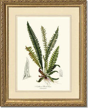 Northern Hard Fern Botanical Wall Art Print-Charting Nature