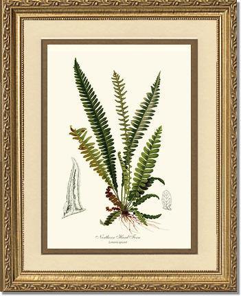 Northern Hard Fern: Vintage Fern Wall Art Botanical Prints. – Charting ...