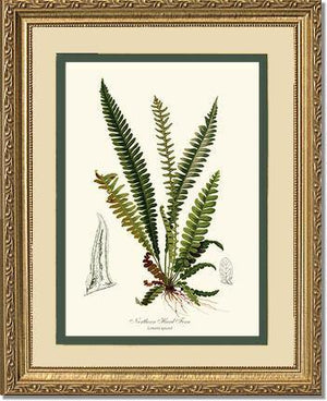 Northern Hard Fern Botanical Wall Art Print-Charting Nature