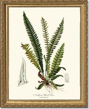 Northern Hard Fern Botanical Wall Art Print-Charting Nature