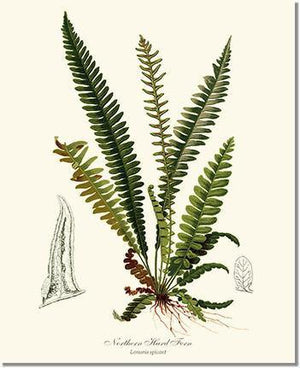 Northern Hard Fern Botanical Wall Art Print-Charting Nature