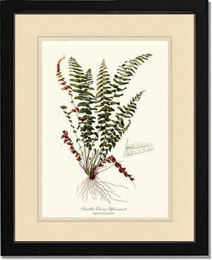 Smaller Ebony Spleenwort Fern Botanical Wall Art Print-Charting Nature