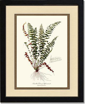 Smaller Ebony Spleenwort Fern Botanical Wall Art Print-Charting Nature