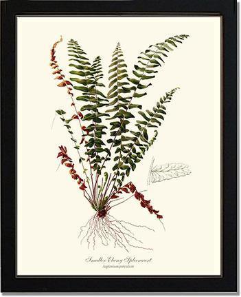 Smaller Ebony Spleenwort Fern Botanical Wall Art Print-Charting Nature