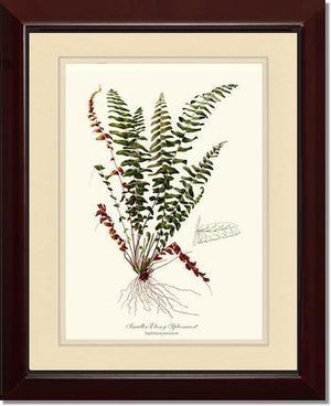 Smaller Ebony Spleenwort Fern Botanical Wall Art Print-Charting Nature