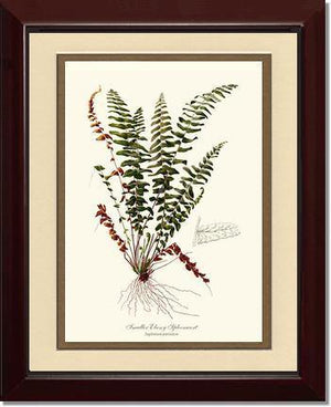 Smaller Ebony Spleenwort Fern Botanical Wall Art Print-Charting Nature