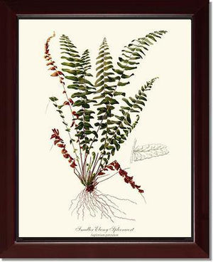 Smaller Ebony Spleenwort Fern Botanical Wall Art Print-Charting Nature