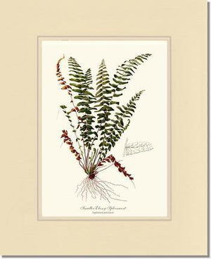 Smaller Ebony Spleenwort Fern Botanical Wall Art Print-Charting Nature