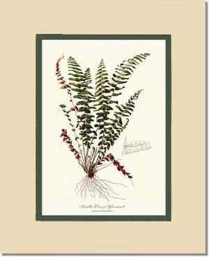 Smaller Ebony Spleenwort Fern Botanical Wall Art Print-Charting Nature