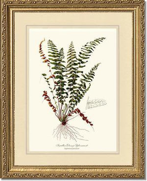 Smaller Ebony Spleenwort Fern Botanical Wall Art Print-Charting Nature