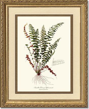 Smaller Ebony Spleenwort Fern Botanical Wall Art Print-Charting Nature