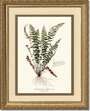 Smaller Ebony Spleenwort Fern Botanical Wall Art Print-Charting Nature