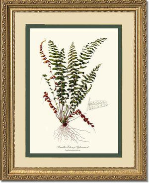 Smaller Ebony Spleenwort Fern Botanical Wall Art Print-Charting Nature