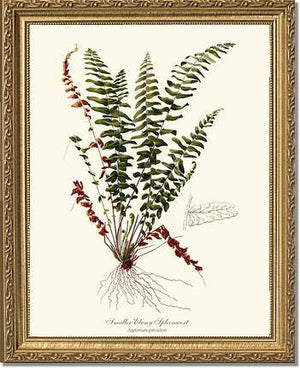 Smaller Ebony Spleenwort Fern Botanical Wall Art Print-Charting Nature