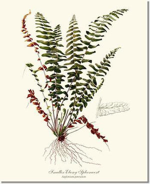 Smaller Ebony Spleenwort Fern Botanical Wall Art Print-Charting Nature