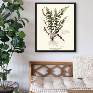 Smaller Ebony Spleenwort Fern Botanical Wall Art Print-Charting Nature