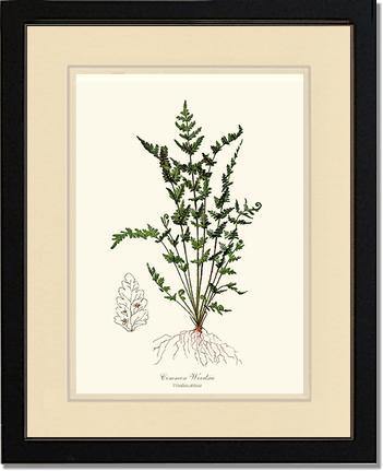 Common Woodsia Fern Botanical Wall Art Print-Charting Nature