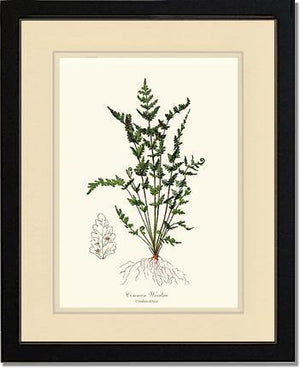 Common Woodsia Fern Botanical Wall Art Print-Charting Nature