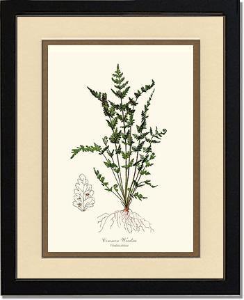 Common Woodsia Fern Botanical Wall Art Print-Charting Nature