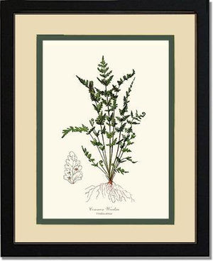 Common Woodsia Fern Botanical Wall Art Print-Charting Nature