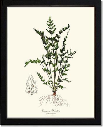 Common Woodsia Fern Botanical Wall Art Print-Charting Nature