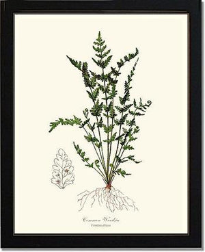Common Woodsia Fern Botanical Wall Art Print-Charting Nature