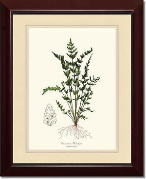 Common Woodsia Fern Botanical Wall Art Print-Charting Nature