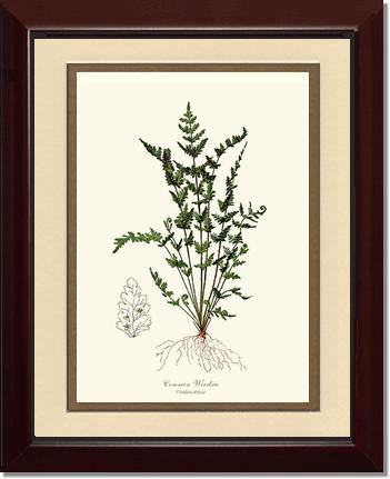 Common Woodsia Fern Botanical Wall Art Print-Charting Nature