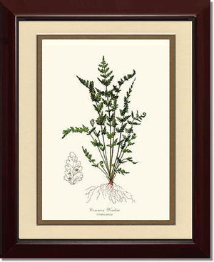 Common Woodsia Fern Botanical Wall Art Print-Charting Nature